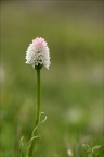 Gymnadenia corneliana f.vesubia 01.07.26-0001