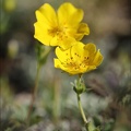 Helianthemum nummularium 01.07.26