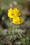 Helianthemum nummularium 01.07.26