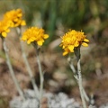 Jacobea incana(seneçon blanchat 01.07.26-0001