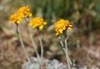 Jacobea incana(seneçon blanchat 01.07.26-0001
