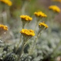 Jacobea incana(seneçon blanchat 01.07.26-0002