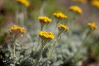 Jacobea incana(seneçon blanchat 01.07.26-0002