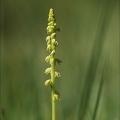 Herminium monorchis 02.07.26-0003