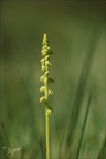 Herminium monorchis 02.07.26-0003