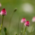 Gymnadenia corneliana 03.07.26-0006