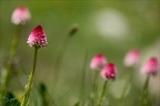 Gymnadenia corneliana 03.07.26-0006
