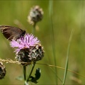 Le moiré sp 02.07.26-0001