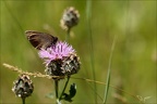 Le moiré sp 02.07.26-0001