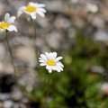Leucanthème des Alpes 03.07.26-0001