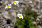 Leucanthème des Alpes 03.07.26-0001