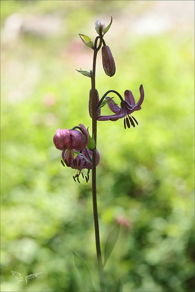 Lilium martagon_02.07.26-0005.jpg