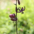 Lilium martagon 02.07.26-0005
