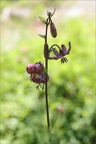 Lilium martagon 02.07.26-0005