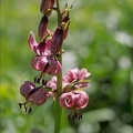 Lilium martagon 02.07.26-0008