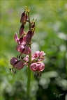 Lilium martagon 02.07.26-0008