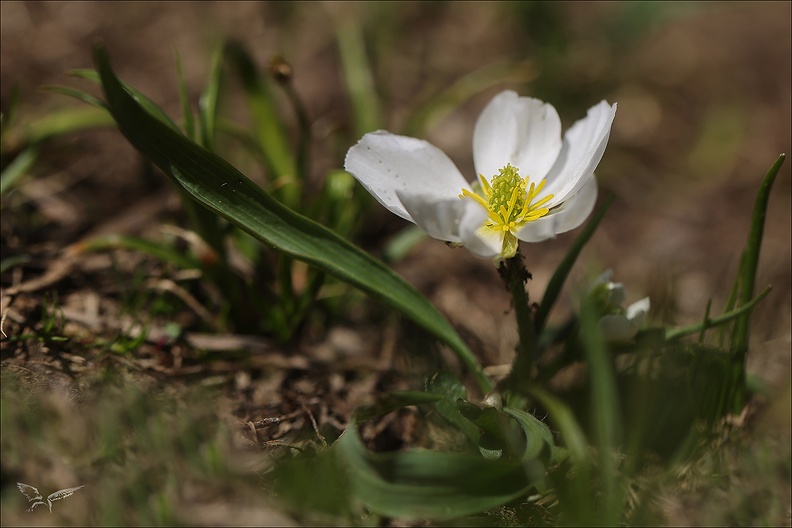 Ranunculus kuepferi_03.07.26-0001.jpg