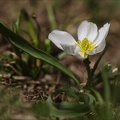 Ranunculus kuepferi 03.07.26-0001
