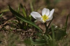 Ranunculus kuepferi 03.07.26-0001