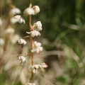 Pyrola minor 02.07.26