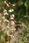 Pyrola minor 02.07.26