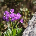 Primula latifolia 01.07.26-0002