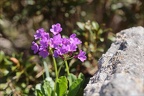 Primula latifolia 01.07.26-0002