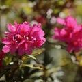 Rhododendron ferrugineum 01.07.26-0003
