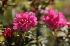 Rhododendron ferrugineum 01.07.26-0003