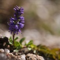 Veronica allionii 01.07.26