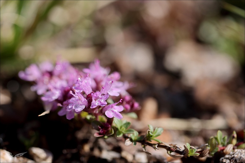 Thymus serpyllum_01.07.26-0001.jpg