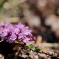 Thymus serpyllum 01.07.26-0001