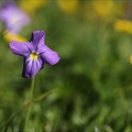 Viola calcarata 03.07.26-0002