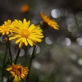 Senecio doronicum 03.07.26-0002