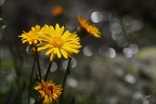 Senecio doronicum 03.07.26-0002
