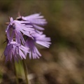 Soldanella alpina 03.07.26-0002