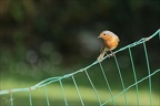 Rouge-gorge familier  13.06.26-0004