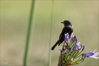 Rouge-gorge familier  15.06.26-0010