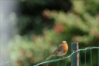 Rouge-gorge familier  15.06.26-0004