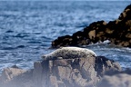 Phoque gris  31-08-26 02