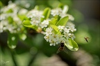 Abeille  17.05.26-0003
