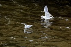 Goélands et mouettes 01 10.09.26 Goélands et mouettes 01 10.09.26