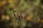 Mantis religiosa ♂ 27.10.26-0010 (3 visites) Mantis religiosa ♂ 27.10.26-0010